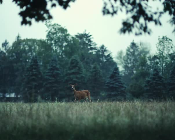 A deer grazing alone in a meadow during the day