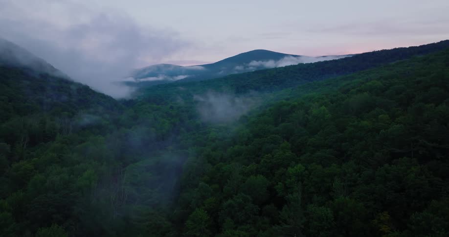 Fog rolls through the forest