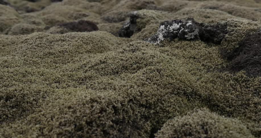 Moss covers hilly ground