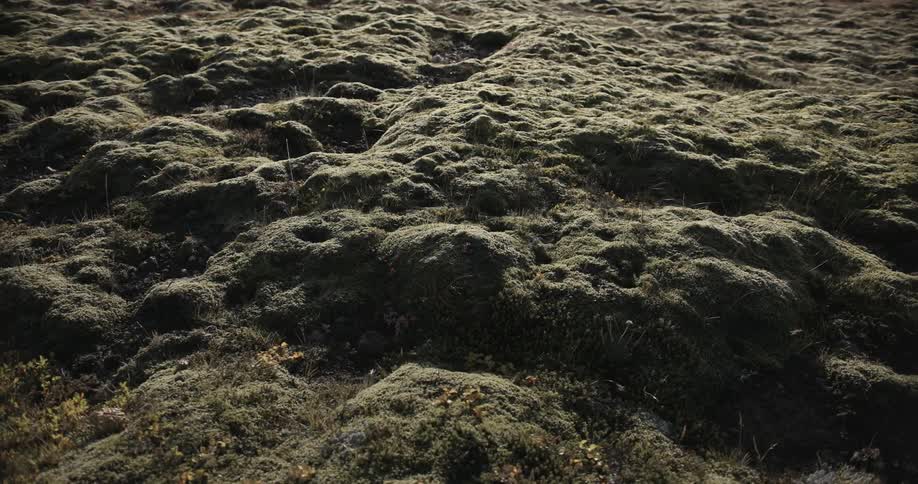 A stretch of rock covered in brushy grass