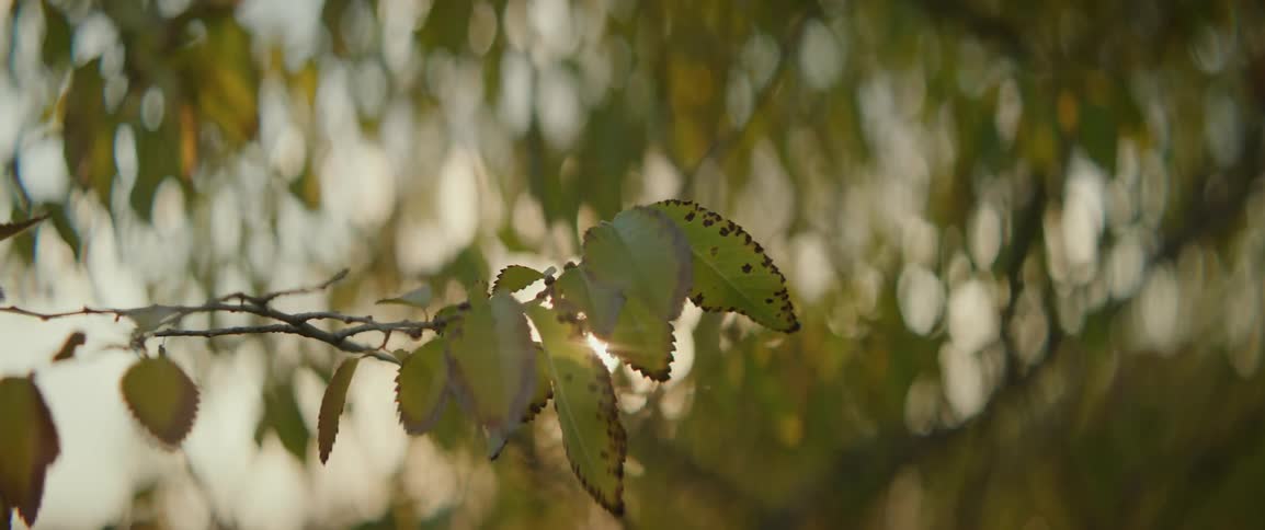Closeup of a branch with green leaves and sunlight flickering through