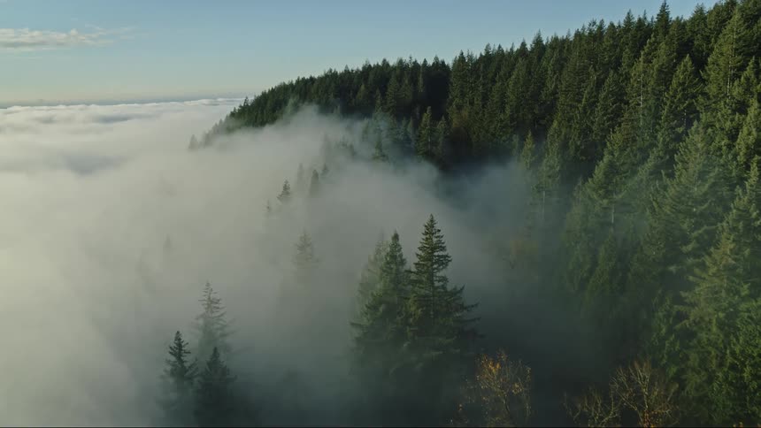 Aerial pushing over forest covered in morning fog