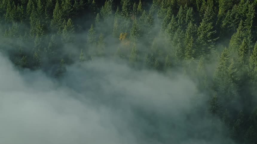 A thick layer of fog wisps through a dense forest