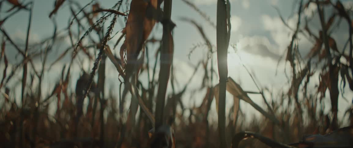 Corn stalks blowing in the wind on a sunny day
