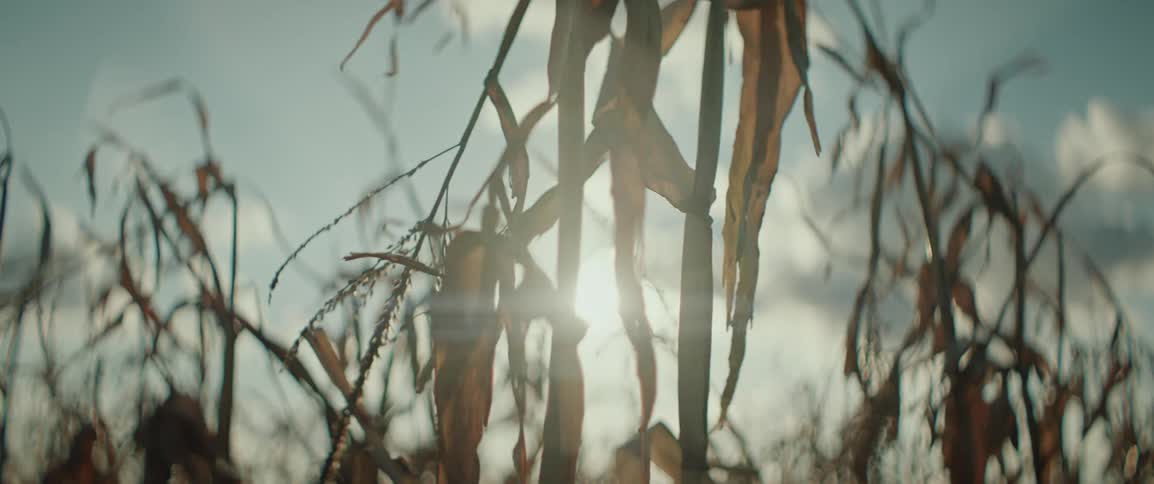 Corn stalks blowing in the wind on a sunny day