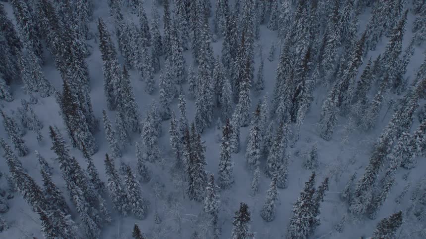 Snow covers the ground and on branches in a pine forest