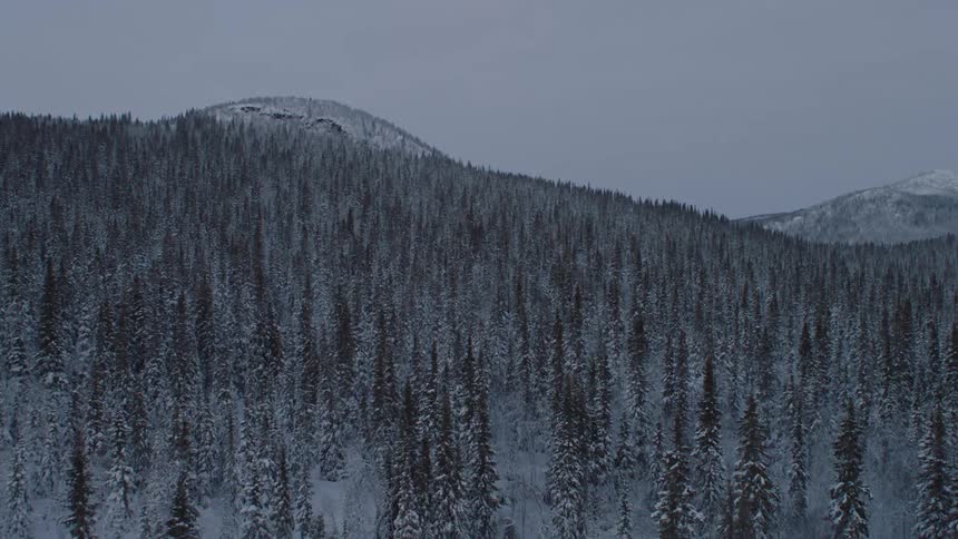 A mountainside with pine trees is covered in snow