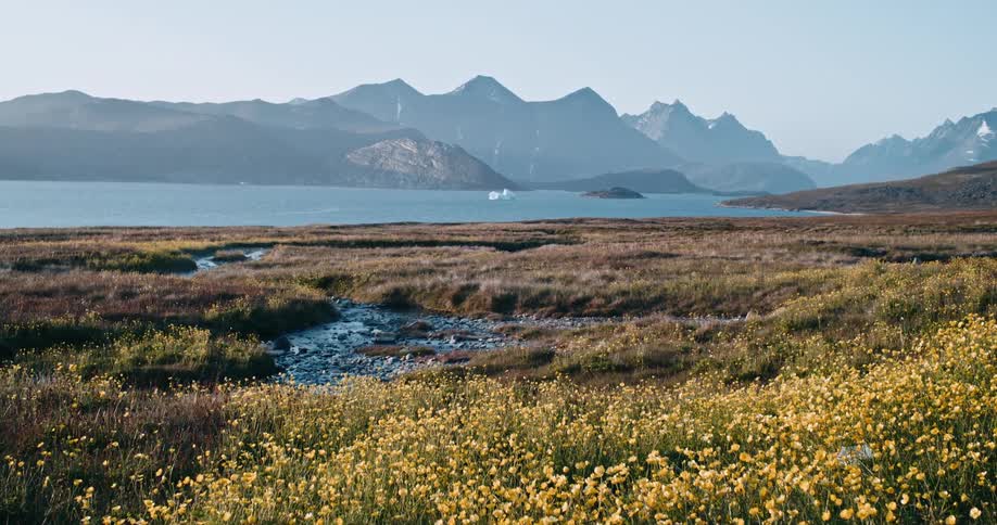 Field of wild flowers close to a lake in the mountains