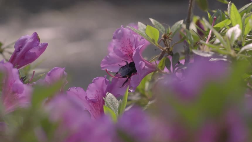 A bee flies off after drinking nectar from a flower