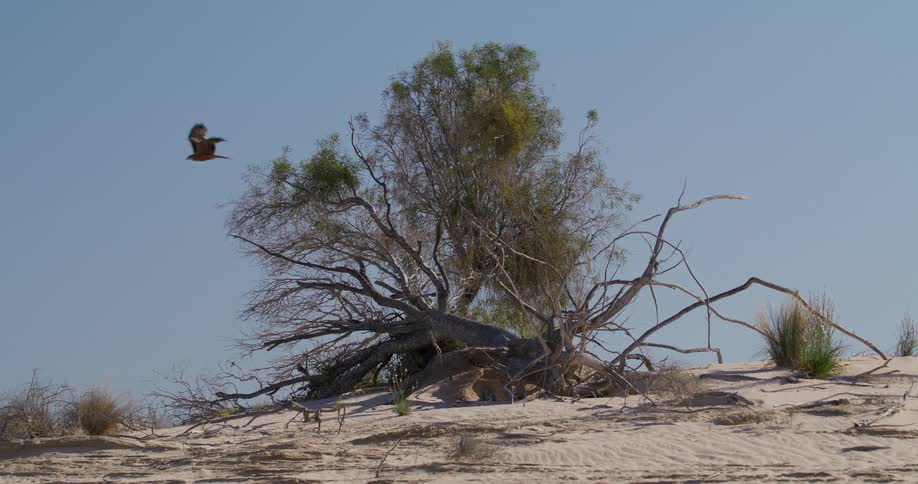 Eagle flying from a tree trunk in the midst of nature