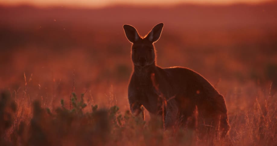 A kangaroo grazes on grass