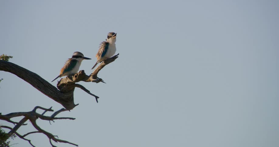 Redbacked kingfishers perched on a tree branch
