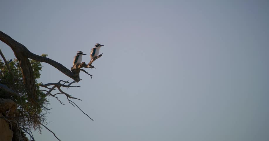 Two birds stand perched on a tree branch