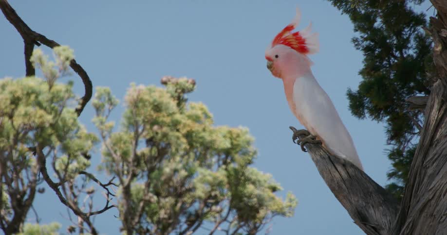 A pink cockatoo perched on a tree branch