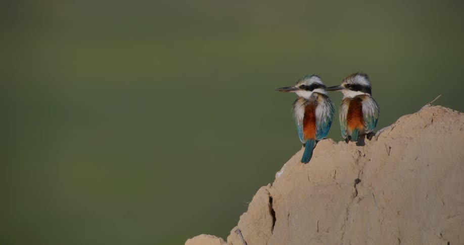 Closeup of two colored birds on top of a wooden surface
