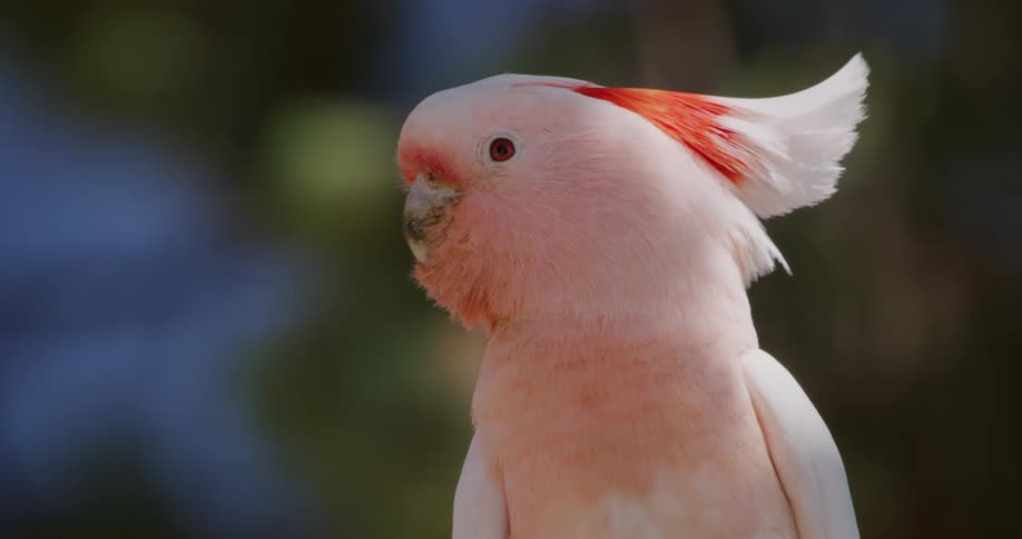 A pink bird looks around