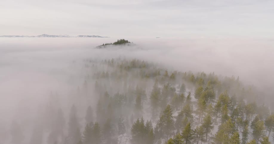 Low clouds over a pine tree forest in the mountains