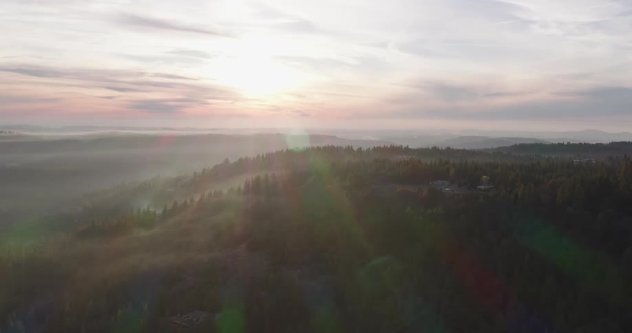 Aerial of pine forest during sunrise