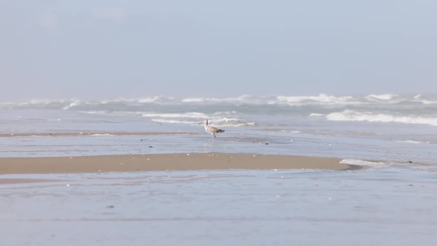 A bird walking along the seashore on a sunny day
