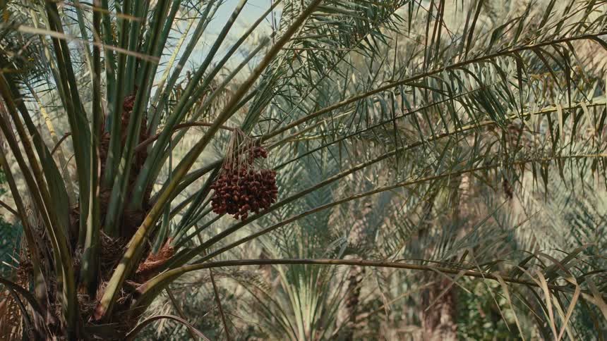 Arabic dates hang from a palm tree in an oasis
