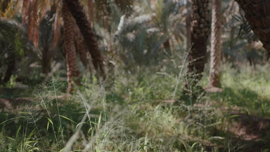 In an oasis, the sun shines upon grass moving in the breeze near palm trees