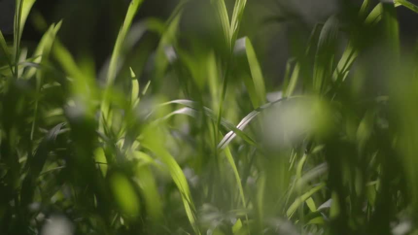 The sun is shining on the grass as the wind blows it