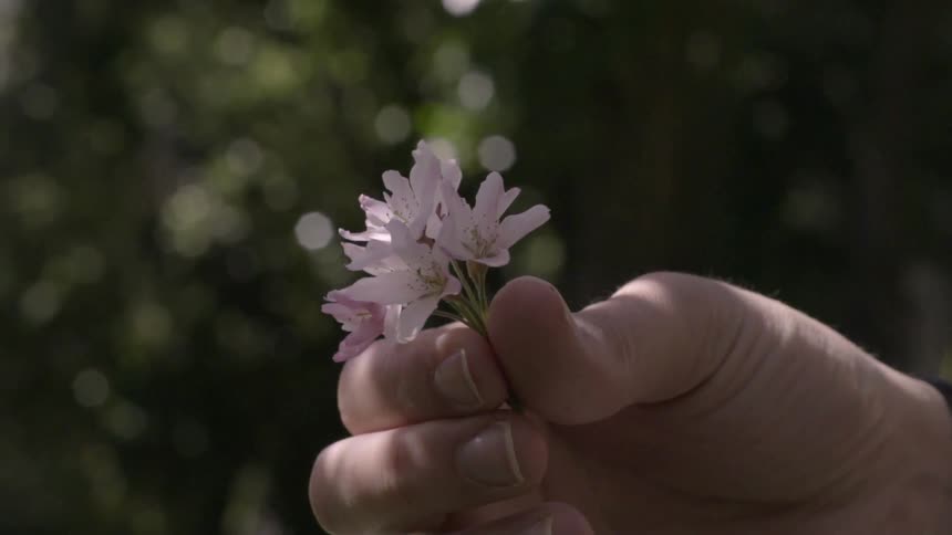A person is twirling a flower in his fingers