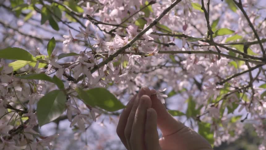 A hand is pulling a blossom from a tree