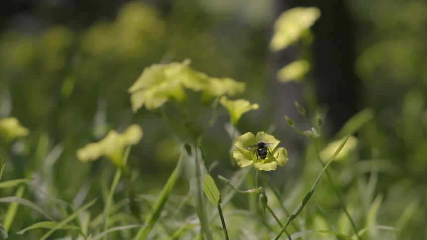 Bee flying from one flower to another