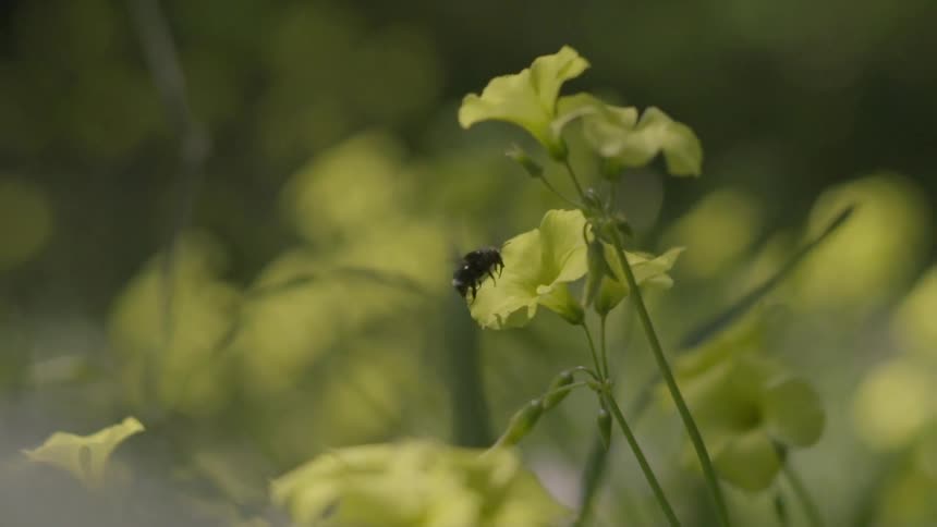 A bee harvests a yellow flower