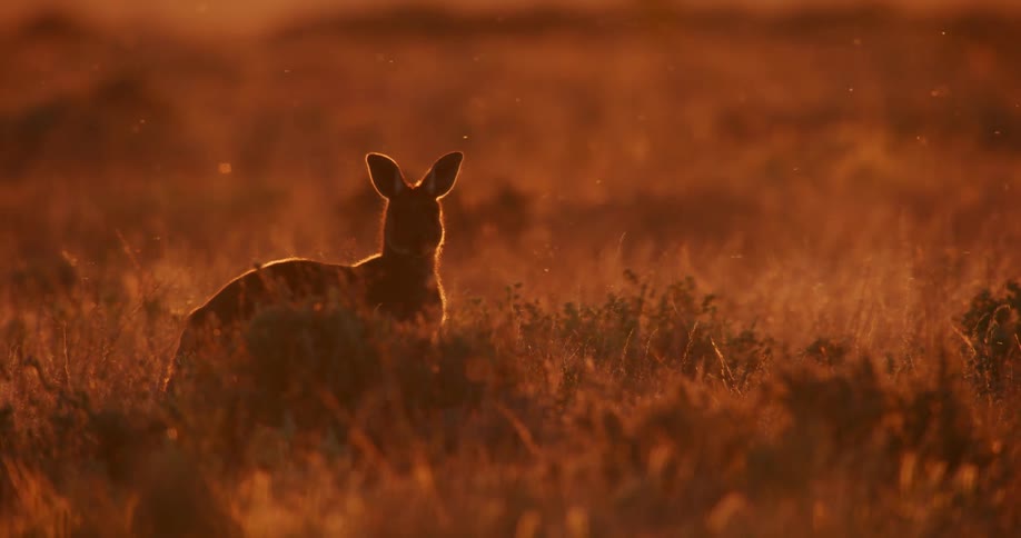 Kangaroo resting on the grasslands at sunset