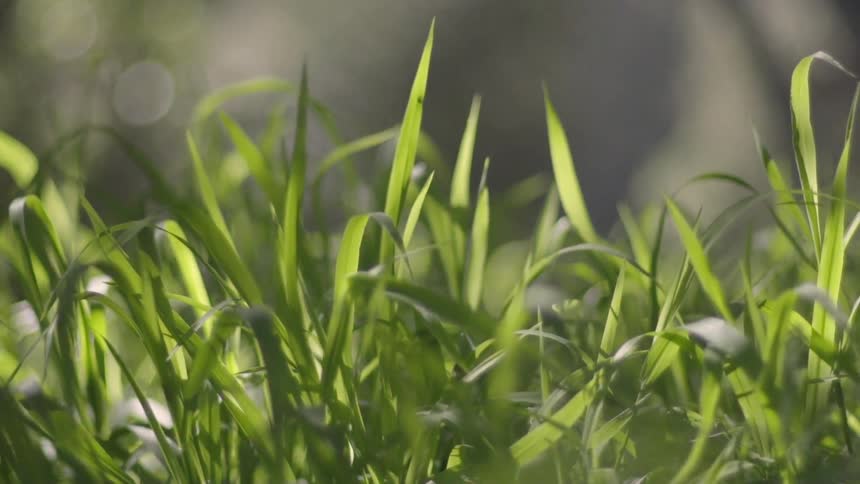 The wind blows the green grass on a windy day