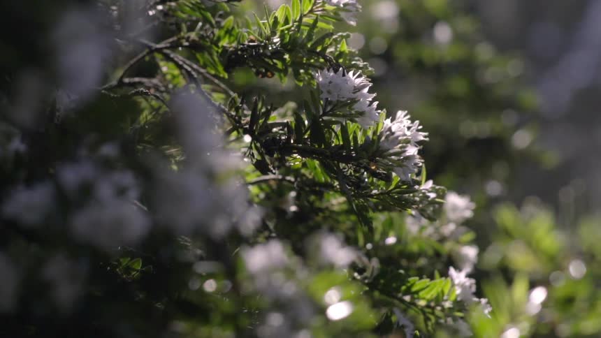Flowers hang on a bush and glisten in the sunlight