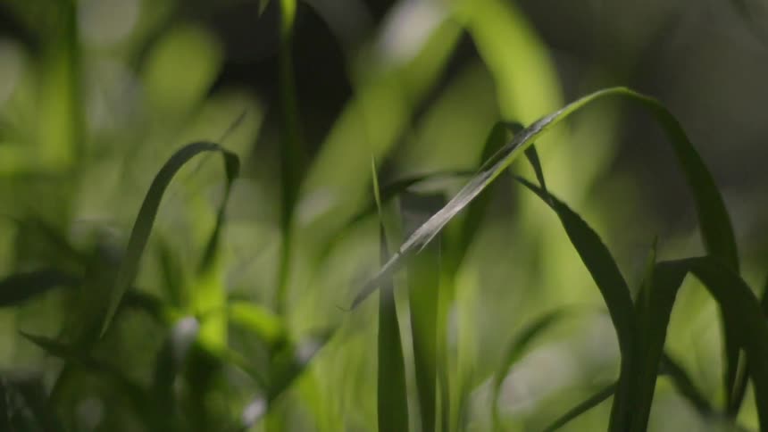 Long grass is fluttering in the wind