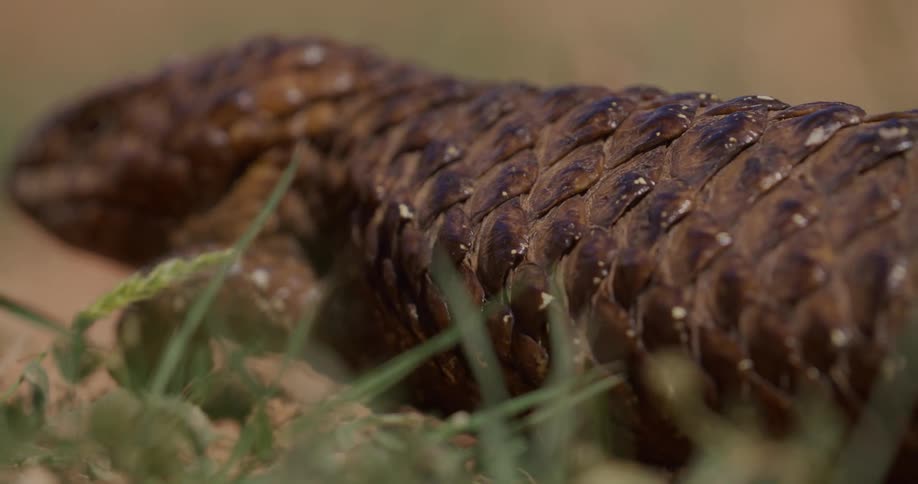 The sun shines on a lizard as it crawls across the ground
