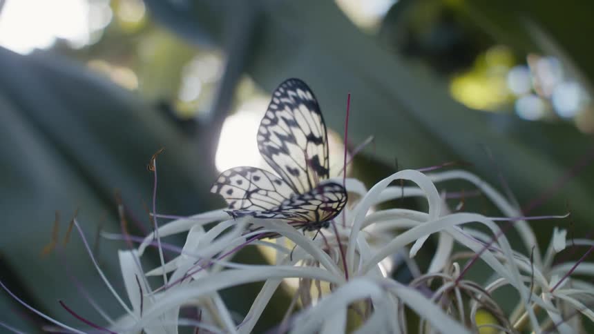A butterfly on a flower in the forest