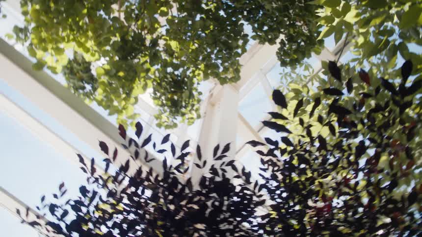An orbiting clip of branches of plants