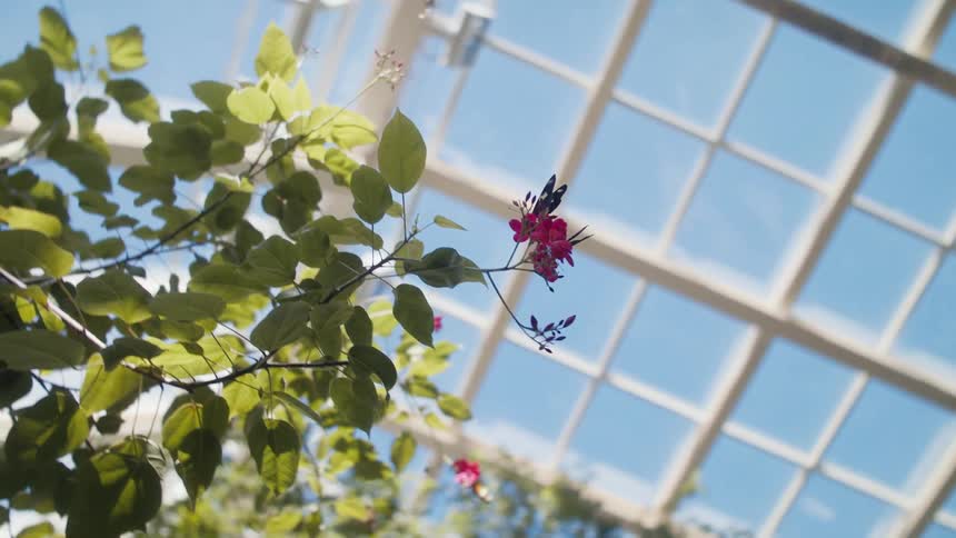 Butterflies circling a flower in a greenhouse