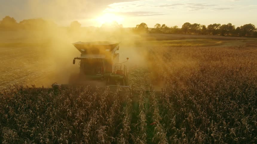Commercial combine harvesting rows of corn in the golden glow of sunset in rural America
