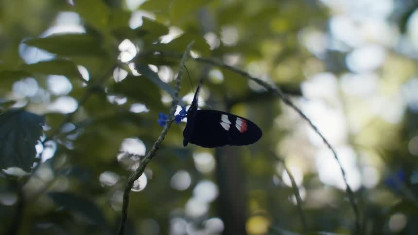 Butterfly perched on branch near blue flower flaps its wings