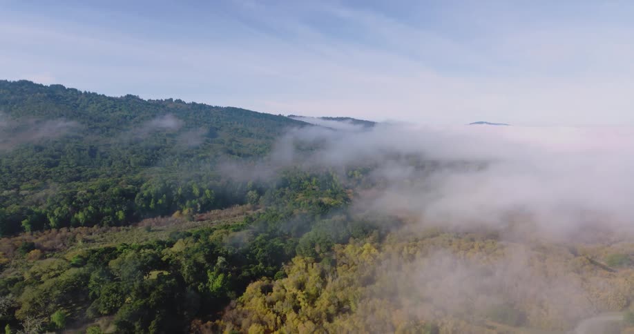 Fog covers the forest below