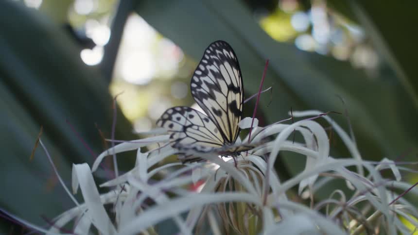 A butterfly with white wings sits on a white plant