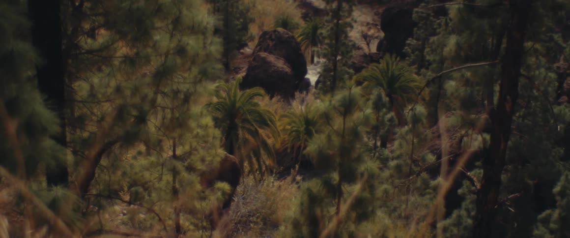 Large rocks in the middle of a tropical forest