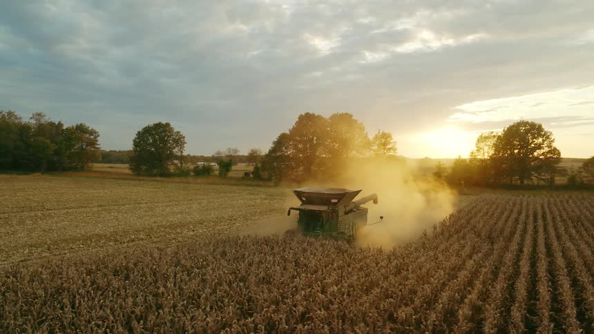 Clip of combine harvester collecting corn on a commercial farm in rural America
