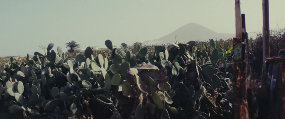 Panorama of vegetation in a field with a mountain range on the horizon
