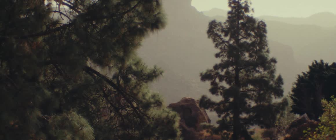 Rocks and trees on a forest in the mountains