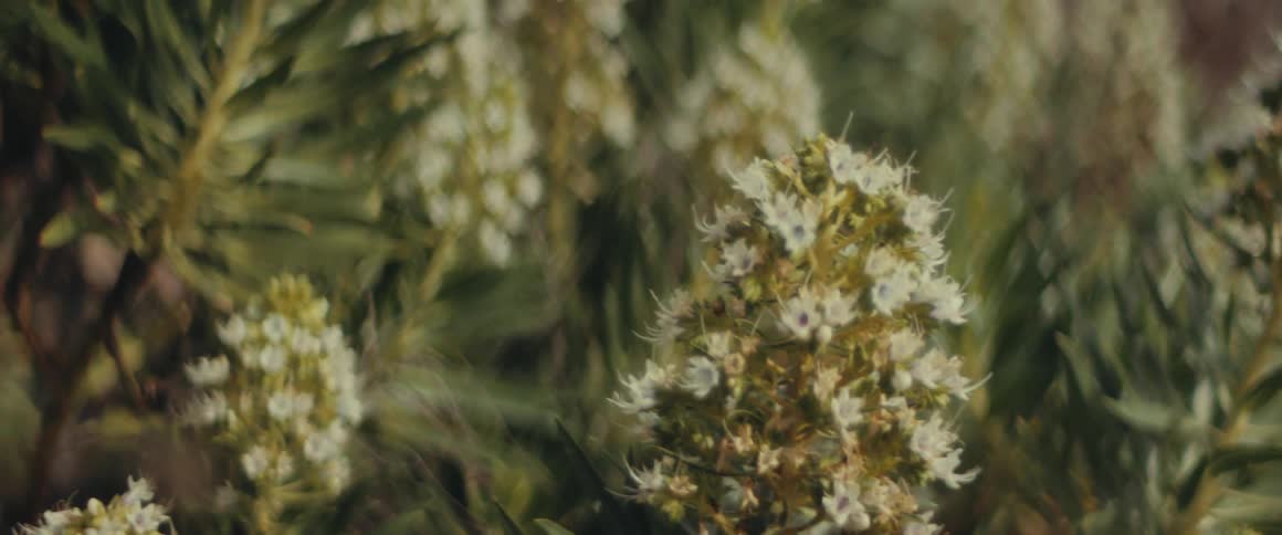 Bees flying around wildflowers