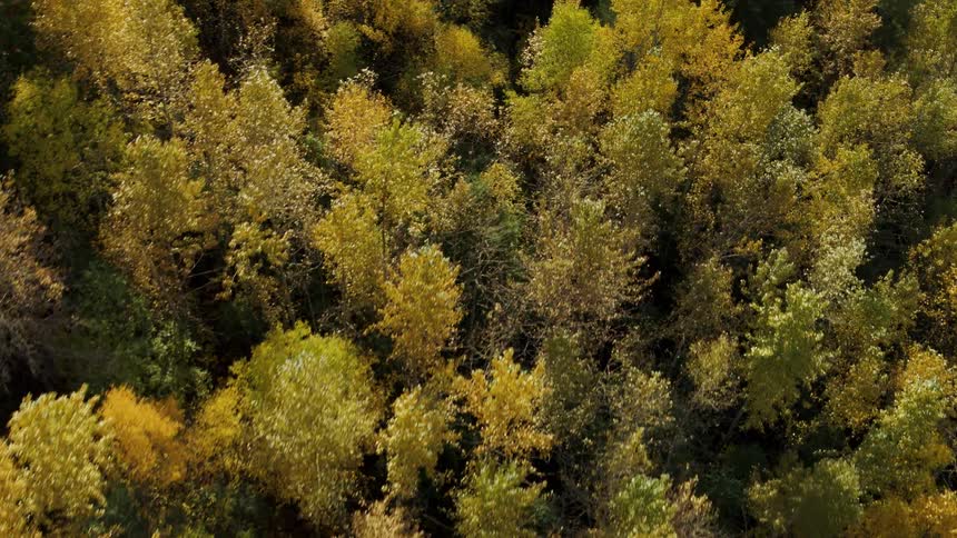 Aerial view of an autumn forest