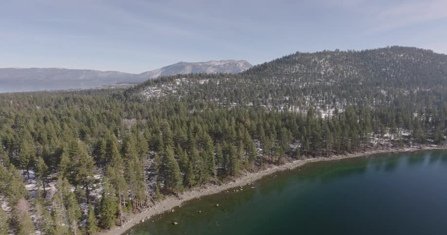 The forest is on the shore of the lake
