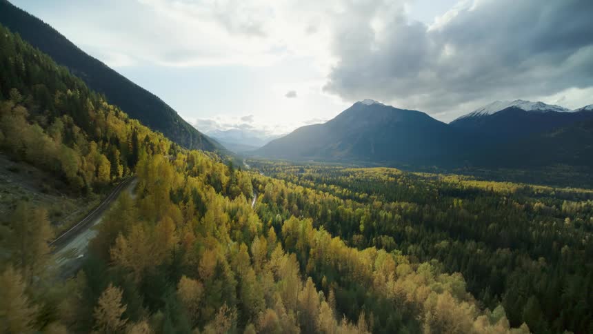 Aerial of an evergreen forest of golden tamarack trees on an autumn day